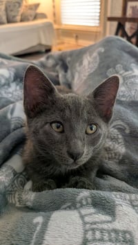Jasper - Photo 2