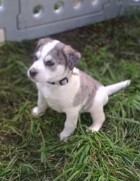 Woody - Photo 4