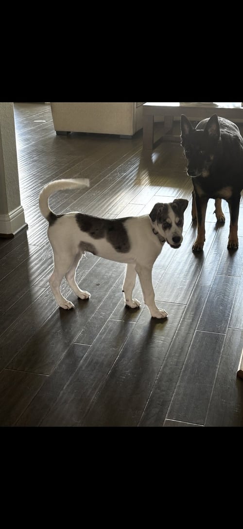 WOODY - Great Dane available for adoption