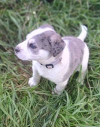 Woody - Photo 2