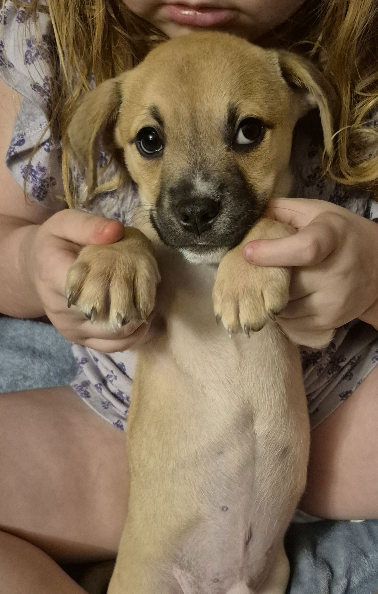 NICK - Chihuahua / Shih Tzu available for adoption