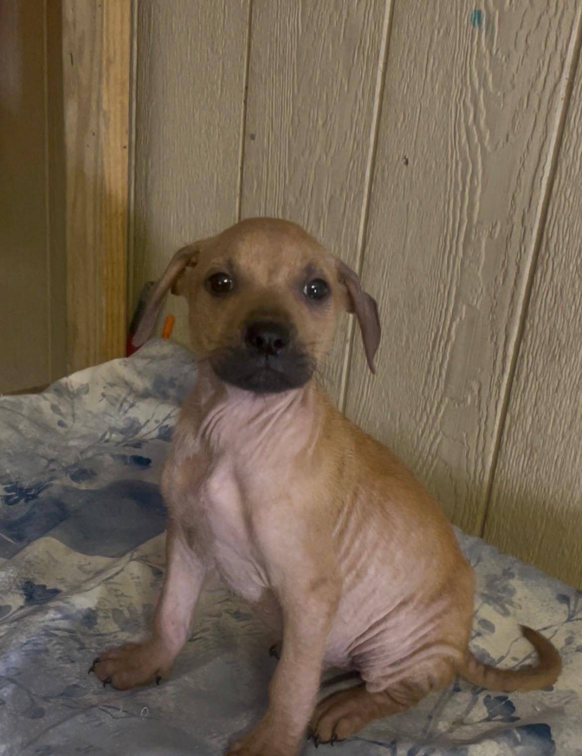 COLT - Hound available for adoption