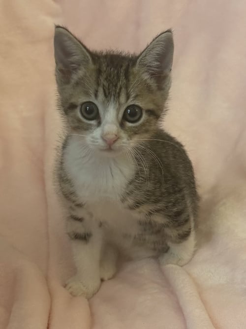 ASPEN - Domestic Short Hair available for adoption