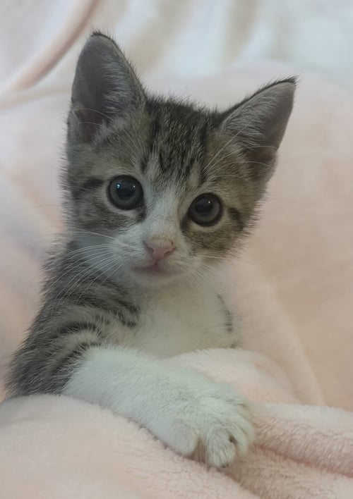 ASPEN - Domestic Short Hair available for adoption