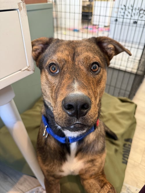 ADAM - German Shepherd Dog available for adoption