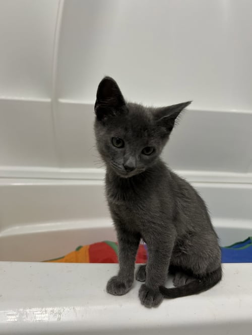 STORMI - Domestic Short Hair available for adoption