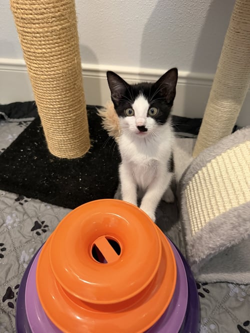 MIRA - Domestic Short Hair for adoption in The Woodlands