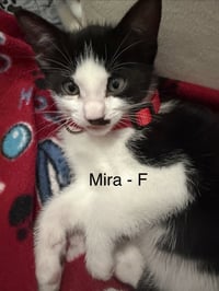 Mira - Photo 2