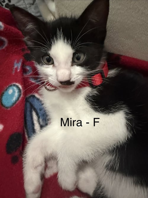 MIRA - Domestic Short Hair available for adoption