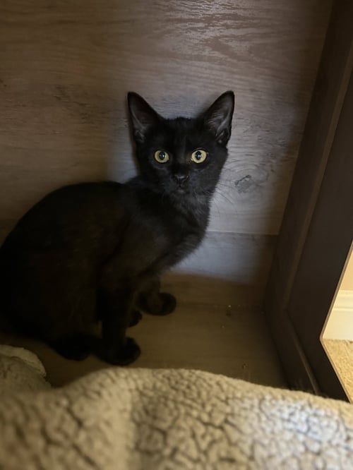 PENELOPE - Domestic Short Hair available for adoption