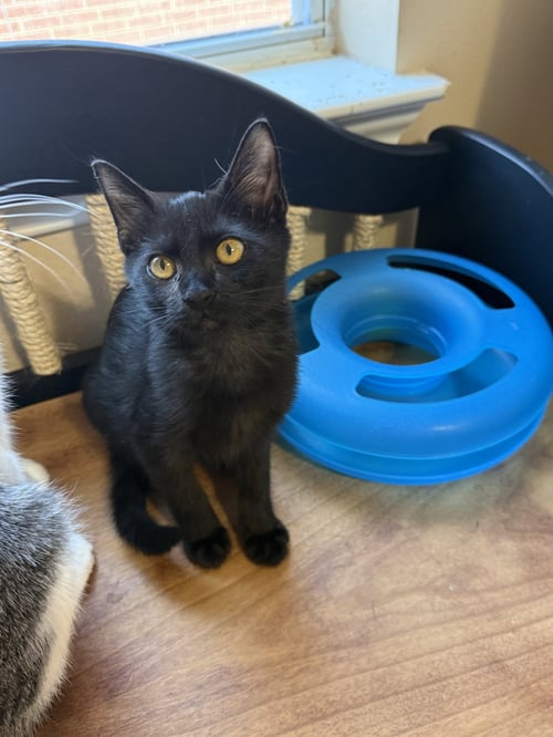 PENELOPE - Domestic Short Hair available for adoption