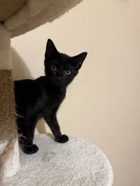 Penelope - Photo 3