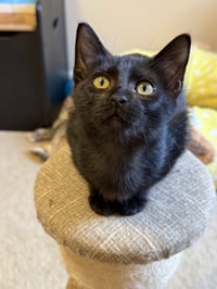 Penelope - Photo 4