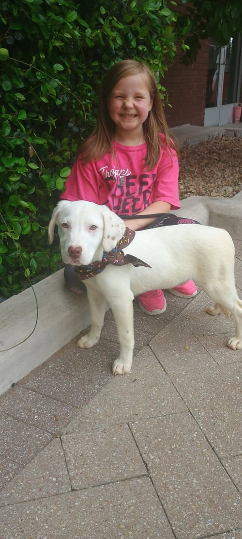 BRAZY - Labrador Retriever available for adoption