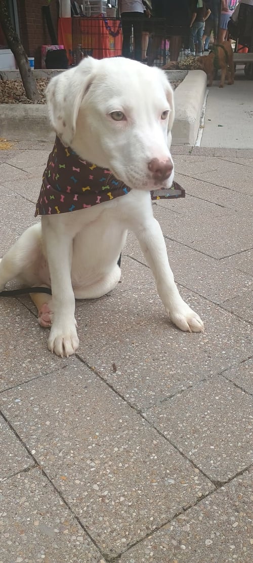 BRAZY - Labrador Retriever available for adoption