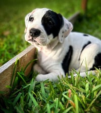 Ruthie - Photo 7