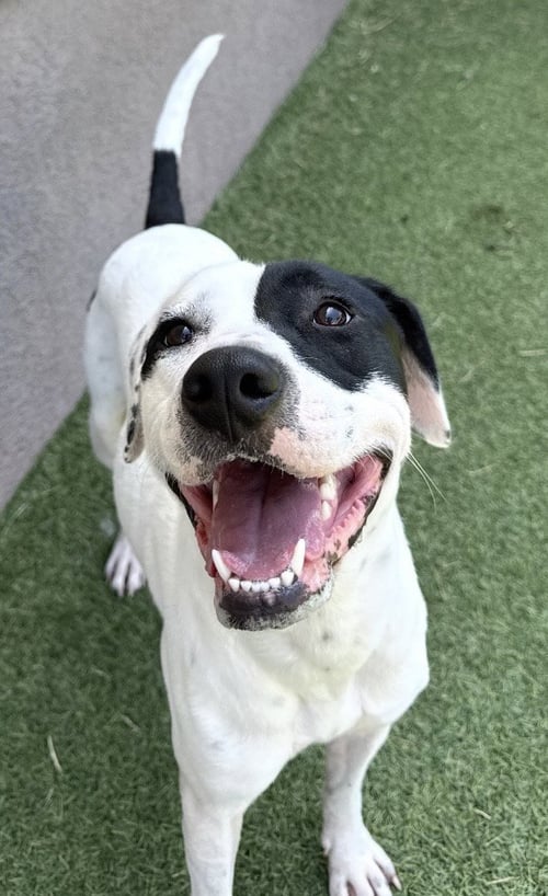 RUTHIE - Labrador Retriever available for adoption