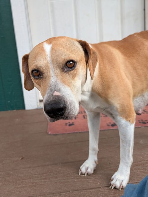 ANGEL - Labrador Retriever / Beagle available for adoption