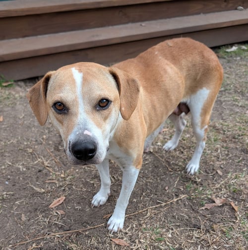 ANGEL - Labrador Retriever / Beagle available for adoption