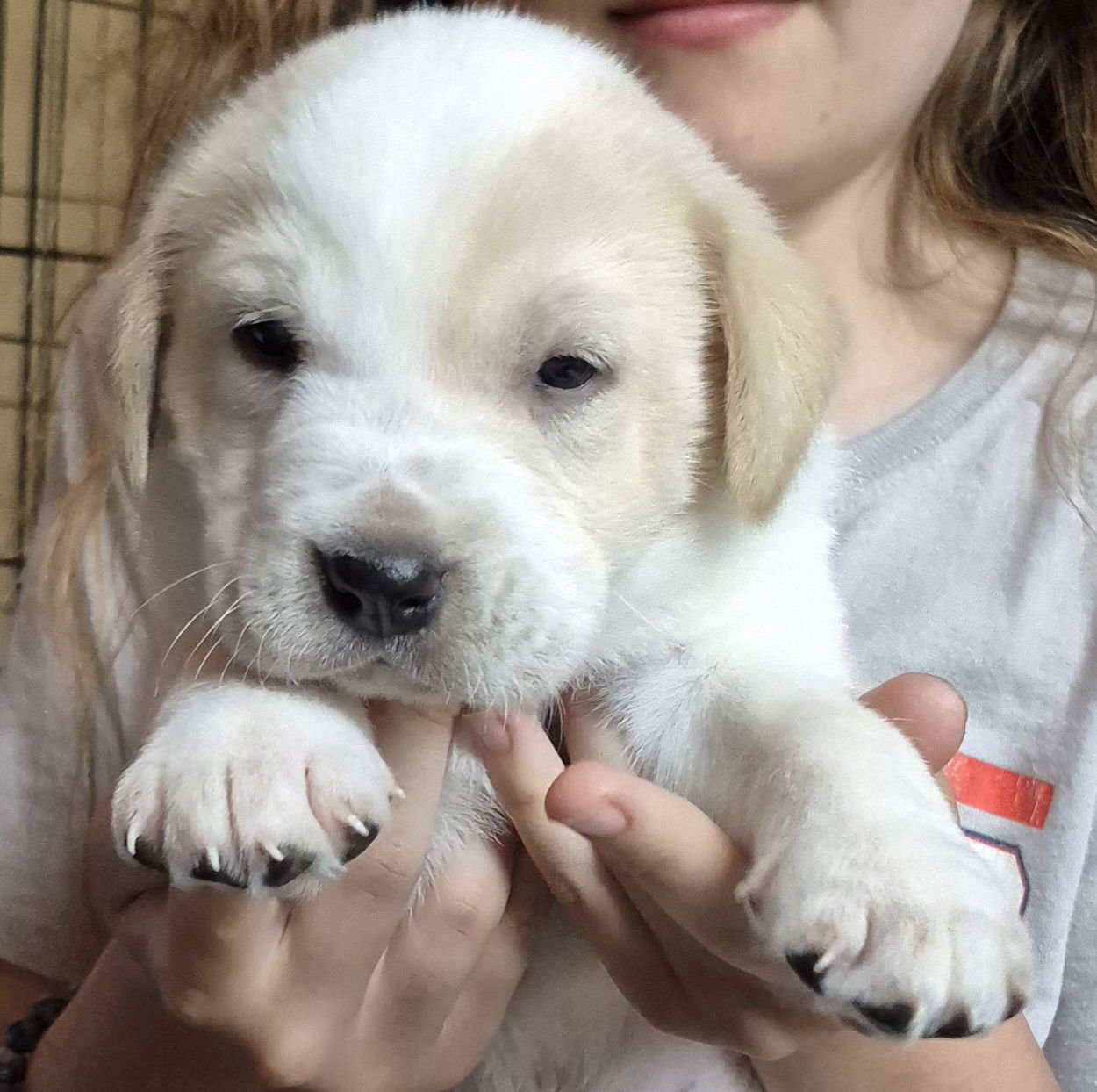 AXEL - Labrador Retriever available for adoption