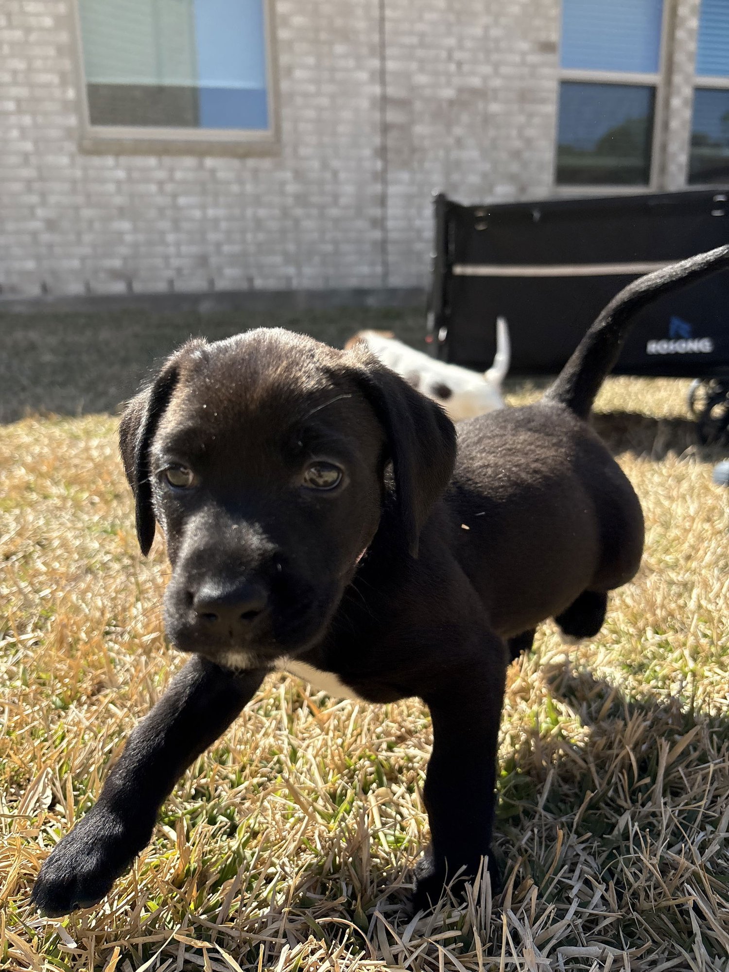 TRULY - Labrador Retriever available for adoption