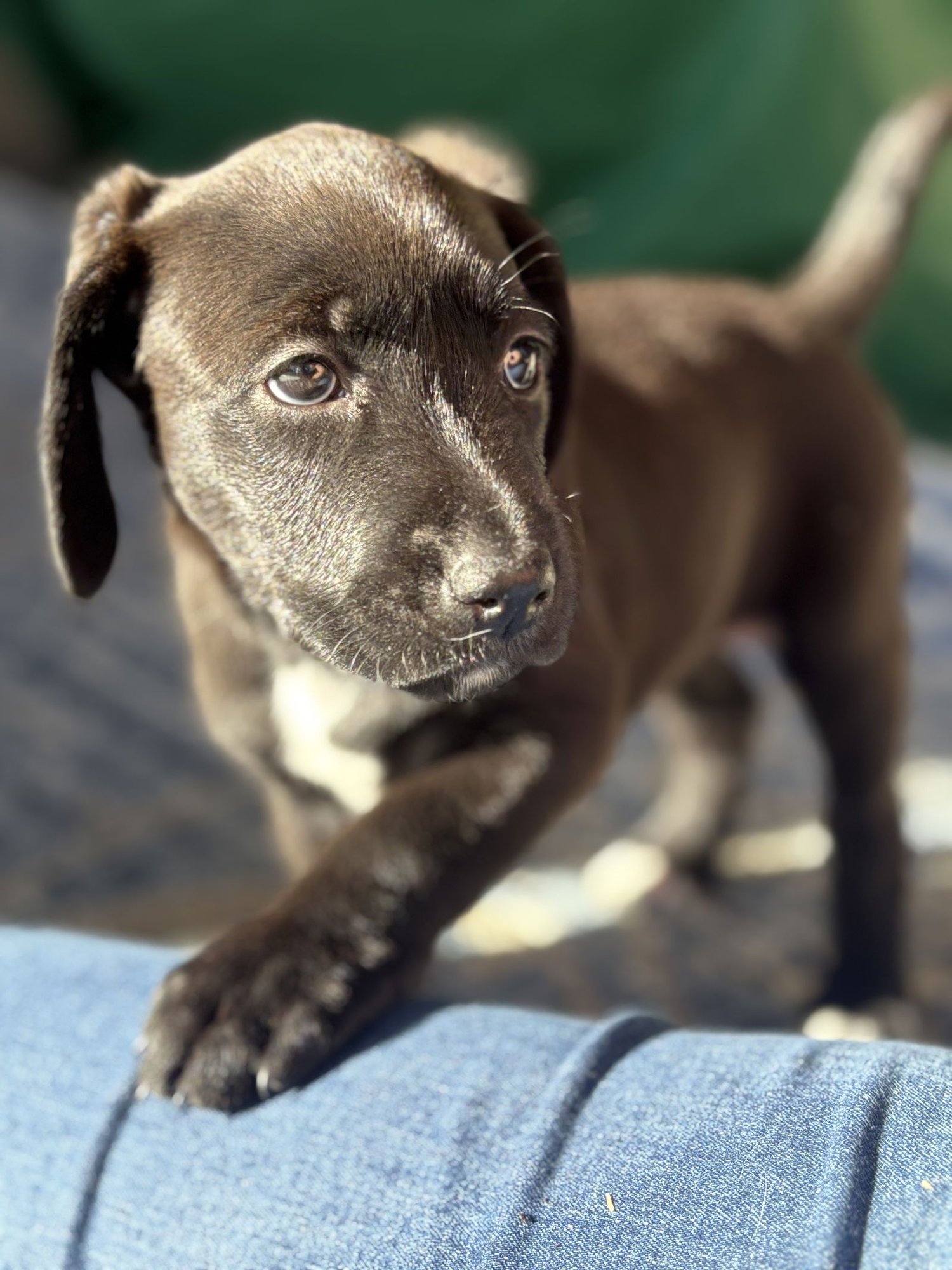 TRULY - Labrador Retriever available for adoption
