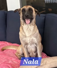 Nala - Photo 1
