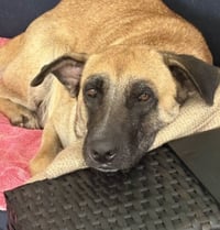 Nala - Photo 2