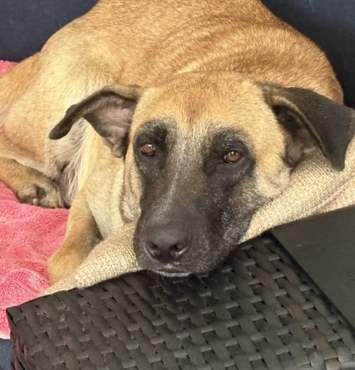 NALA - Lancashire Heeler / Shepherd available for adoption