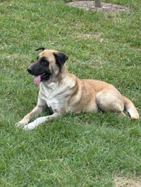 Nala - Photo 3