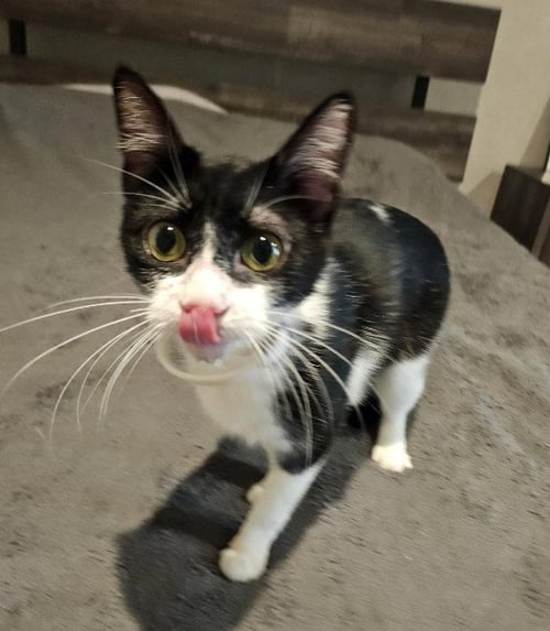 CREAM - Domestic Long Hair for adoption in The Woodlands