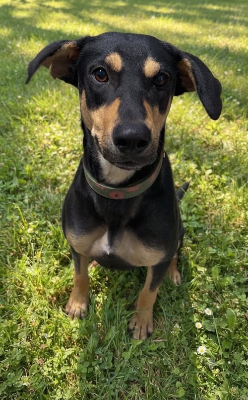 GEMMA - Labrador Retriever available for adoption