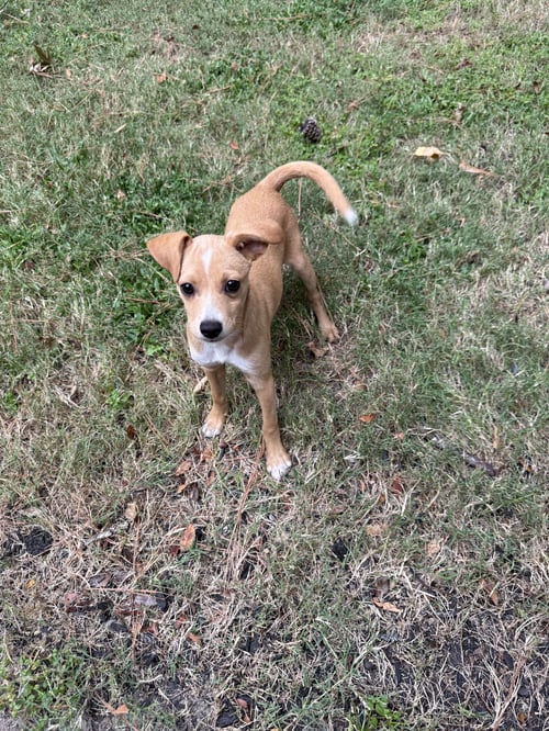 HEIDI - Terrier / Chihuahua available for adoption