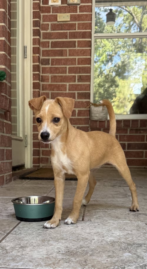 HEIDI - Terrier / Chihuahua available for adoption