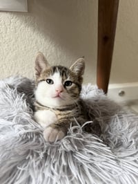 Little Mac - Photo 4