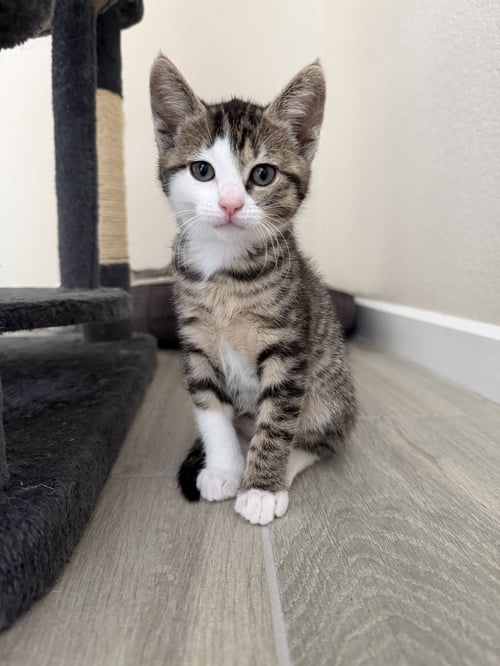 LITTLE MAC - Domestic Short Hair available for adoption
