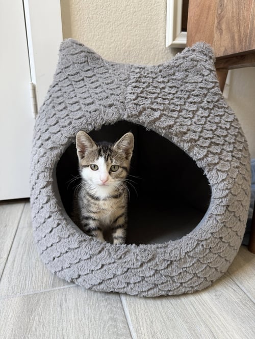 LITTLE MAC - Domestic Short Hair available for adoption
