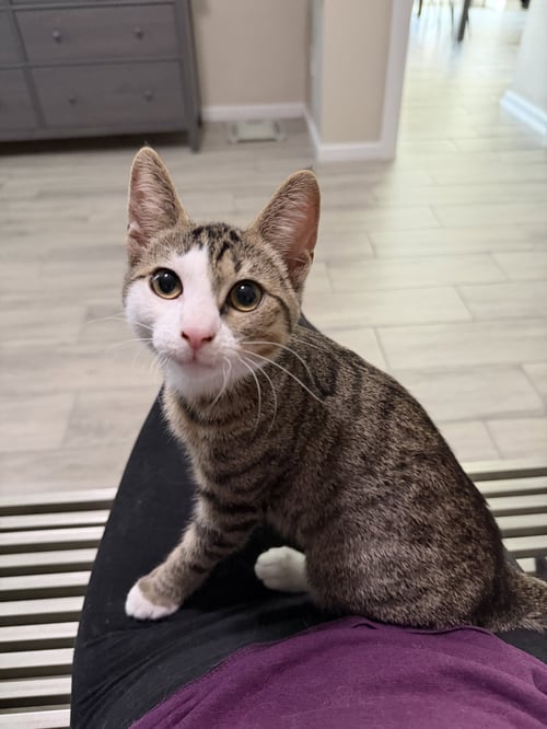 LITTLE MAC - Domestic Short Hair available for adoption