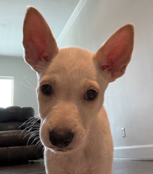 SNOW - Fox Terrier available for adoption