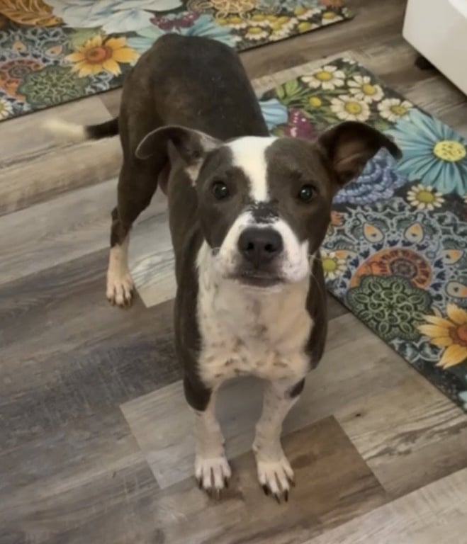 Allie Image