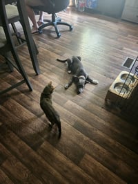 Luna - Photo 1