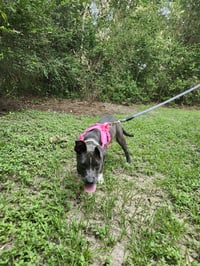 Luna - Photo 3