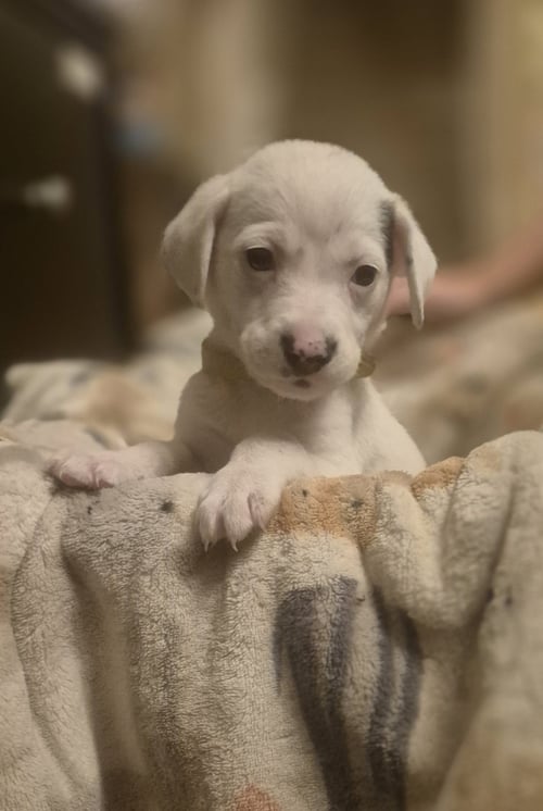 FIONA