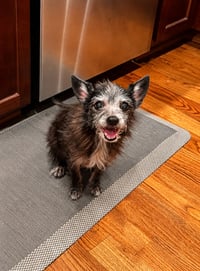 Gidget - Photo 1