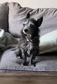 Gidget - Photo 2
