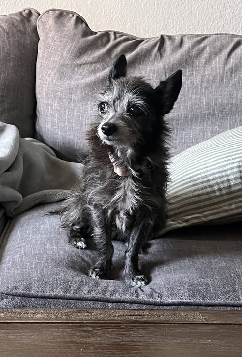 GIDGET - Chihuahua / Terrier available for adoption