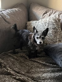 Gidget - Photo 3