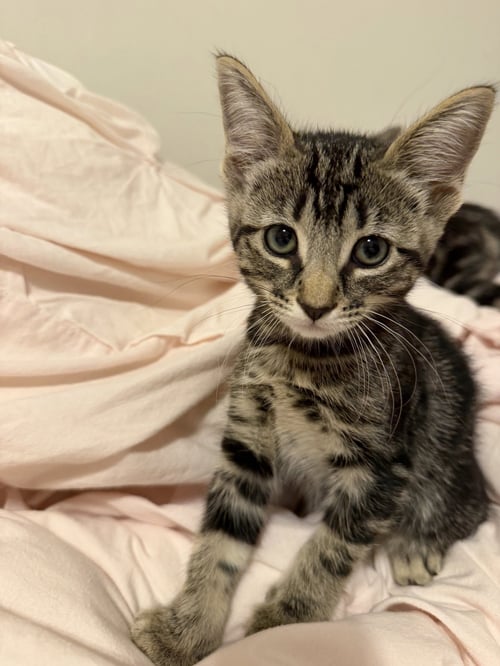 HAWTHORNE - Domestic Medium Hair available for adoption