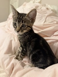 Hawthorne - Photo 4