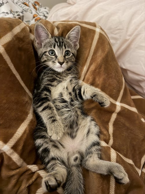 HAWTHORNE - Domestic Medium Hair available for adoption